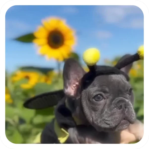 Sunflower Bee, Pibble Batch 01 legendary sticker