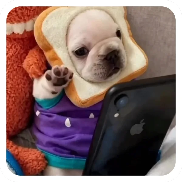 Toast Head, Pibble Batch 01 rare sticker