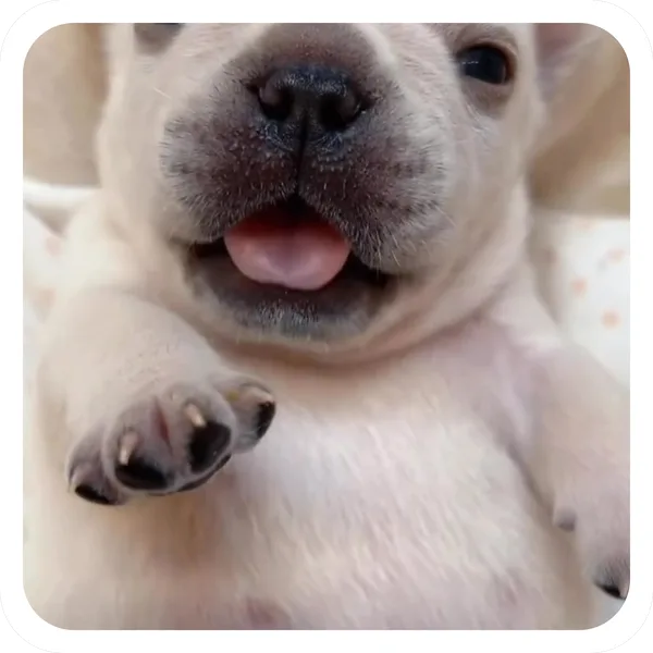 Paw Wave, Pibble Batch 01 common sticker