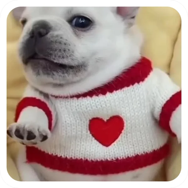 Heart Sweater, Pibble Batch 01 common sticker