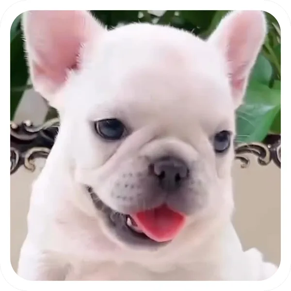 Happy Tongue, Pibble Batch 01 common sticker