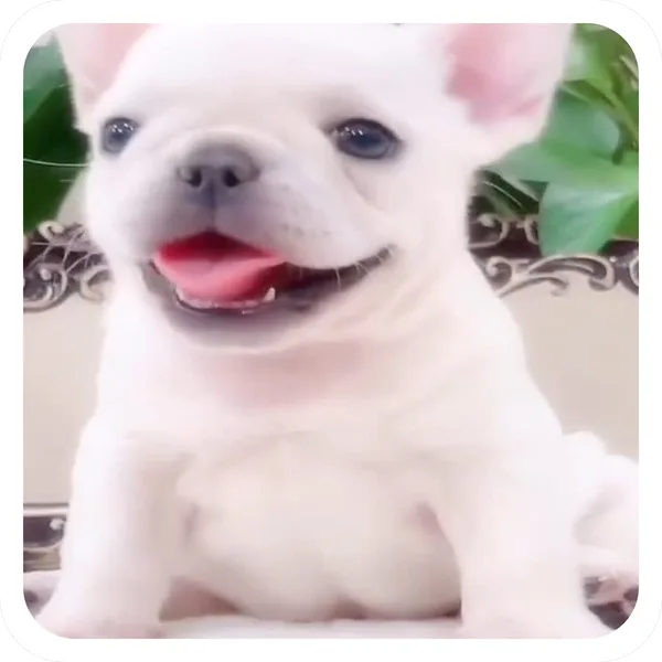 Big Smile, Pibble Batch 01 common sticker