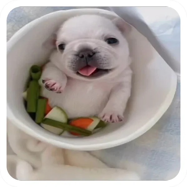 Pibble Salad, Pibble Batch 01 common sticker