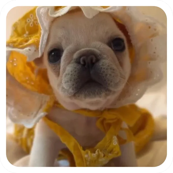 Sunday Bonnet, Pibble Batch 01 common sticker