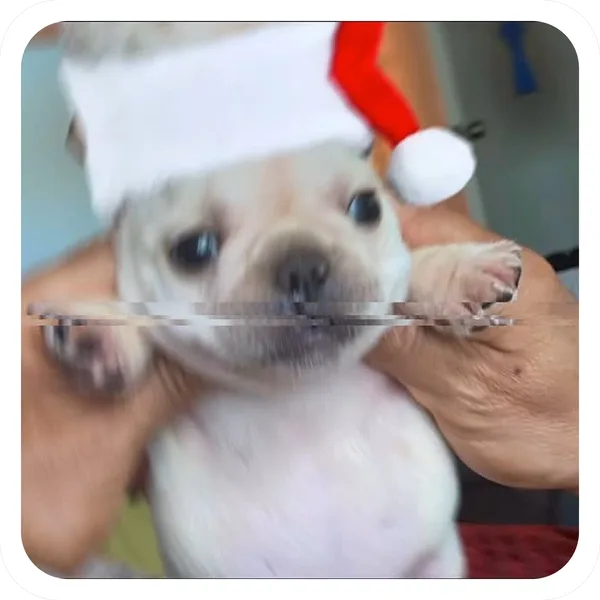 Santa Pibble, Pibble Batch 01 common sticker