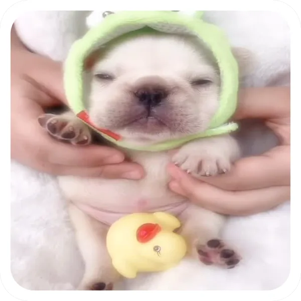 Frog Hat, Pibble Batch 01 common sticker