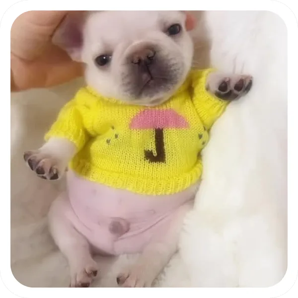 Rainy Day Sweater, Pibble Batch 01 common sticker