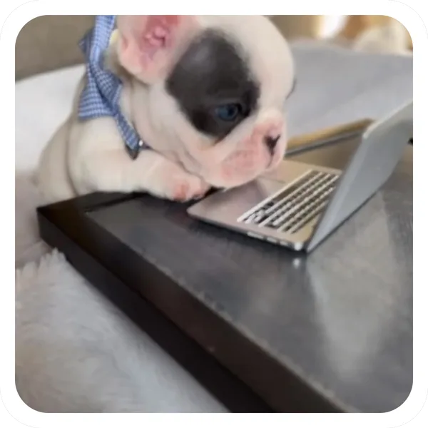 Working From Home, Pibble Batch 01 common sticker