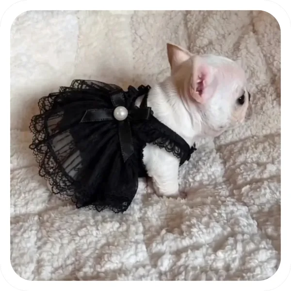 Little Black Dress, Pibble Batch 01 common sticker