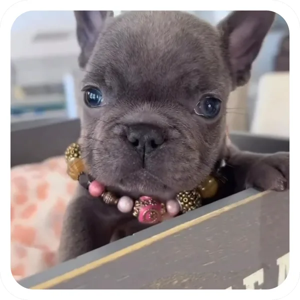 Pearls, Pibble Batch 01 common sticker