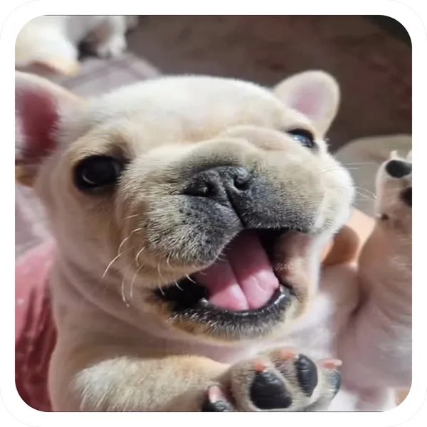 Giggles, Pibble Batch 01 common sticker