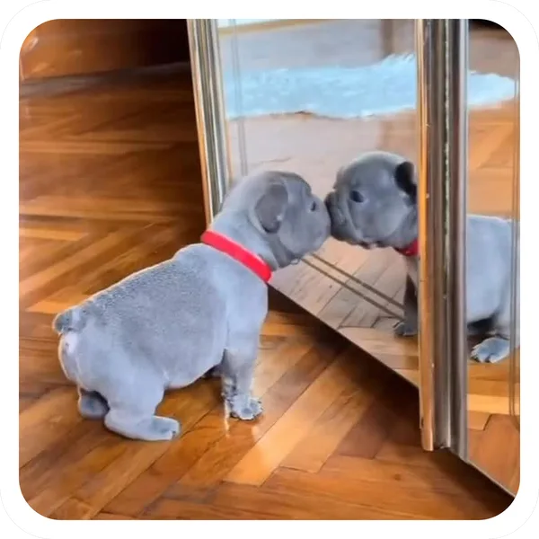 Mirror Kiss, Pibble Batch 01 common sticker