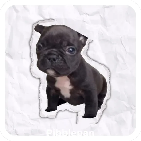 Pibblepan Original, Pibble Batch 01 legendary sticker