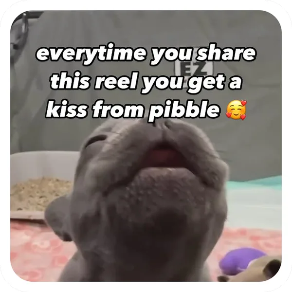 Kiss From Pibble, Pibble Batch 01 epic sticker
