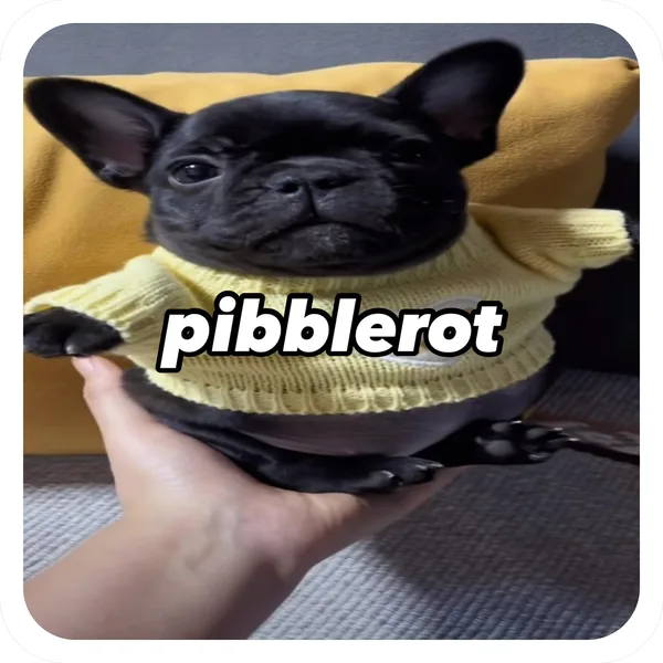 Pibblerot Sweater, Pibble Batch 01 common sticker
