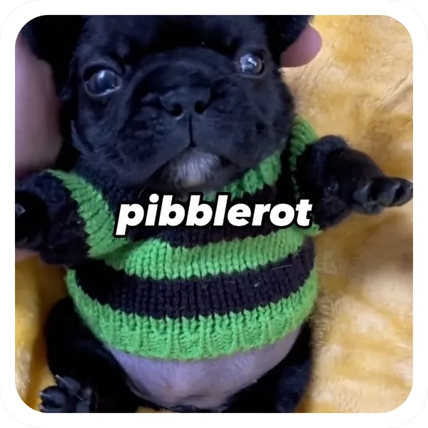 Pibblerot Stripes, Pibble Batch 01 common sticker