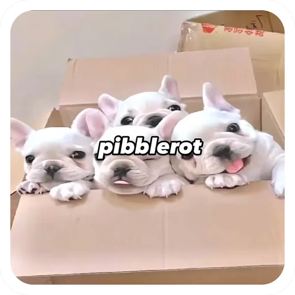 Pibblerot Box, Pibble Batch 01 common sticker