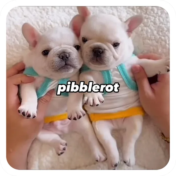 Pibblerot Twins, Pibble Batch 01 common sticker