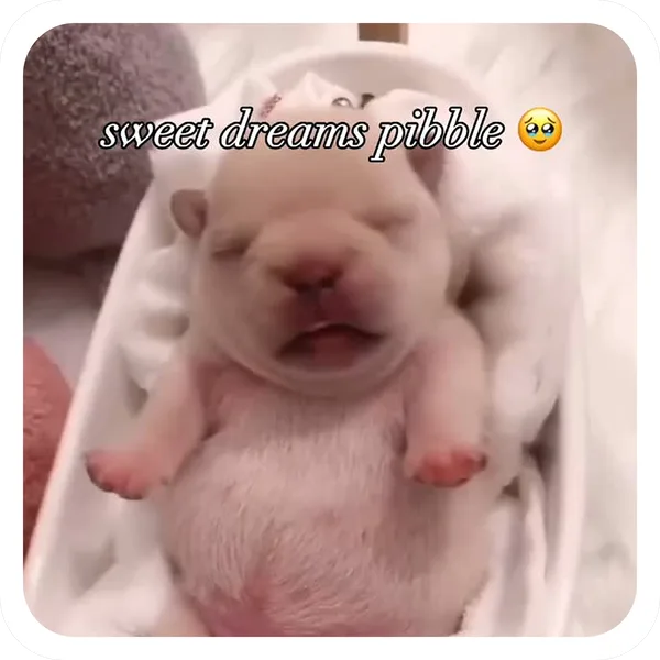Sweet Dreams, Pibble Batch 01 common sticker