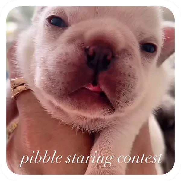 Staring Contest, Pibble Batch 01 common sticker