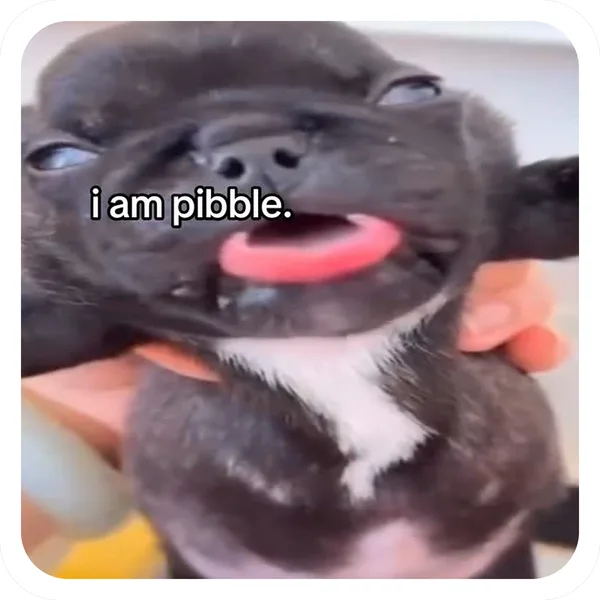 I Am Pibble, Pibble Batch 01 common sticker