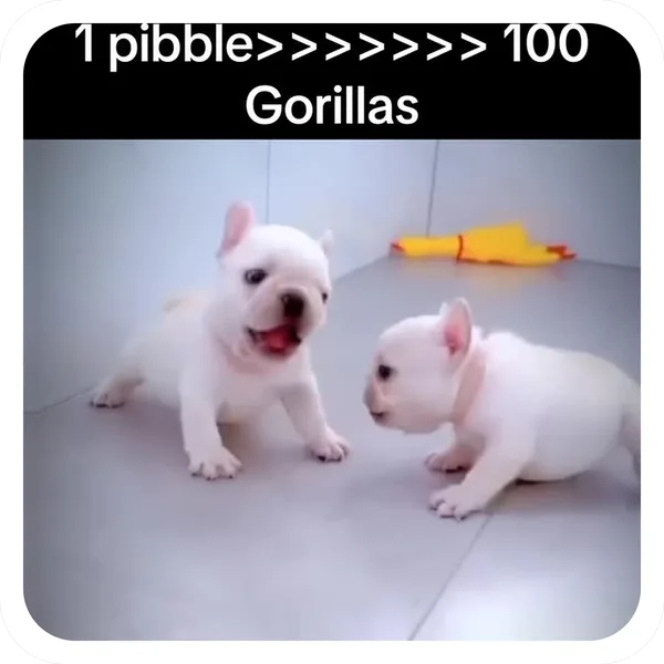 1 Pibble vs 100 Gorillas, Pibble Batch 01 common sticker