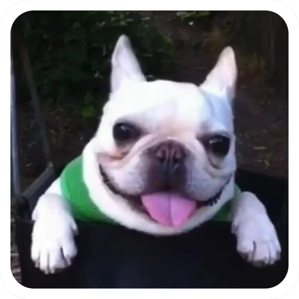 The Grin, Pibble Batch 01 rare sticker