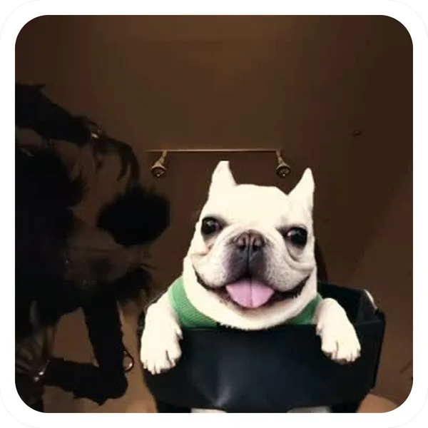 Night Swing, Pibble Batch 01 rare sticker