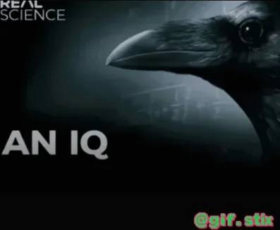 Crow With An IQ meme sticker