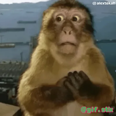 Nervous Monkey Hands meme sticker