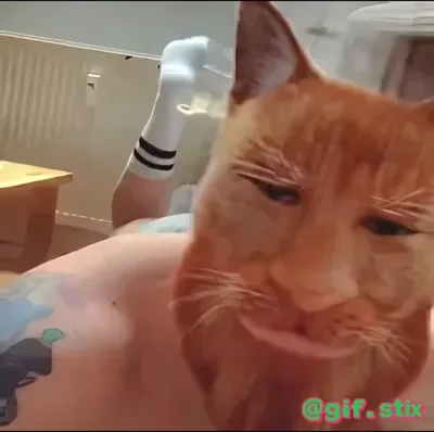 Smug Orange Cat meme sticker
