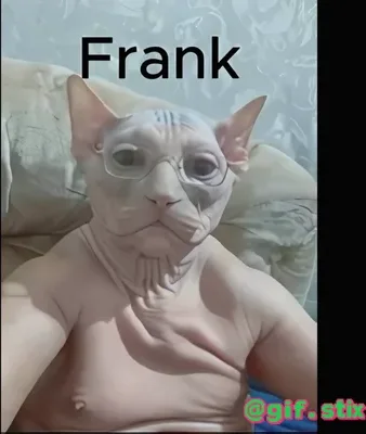Frank The Hairless Cat meme sticker