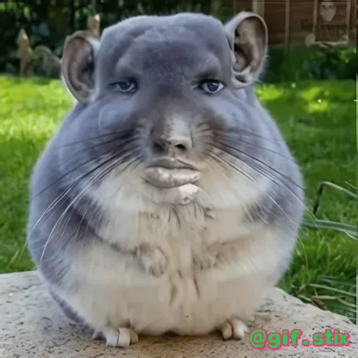 Smug Chinchilla meme sticker