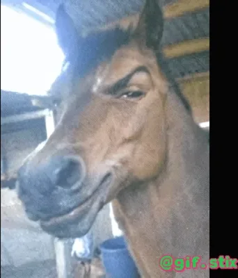 Smug Horse meme sticker
