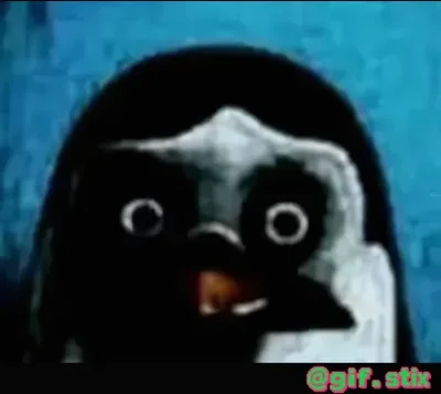 Shocked Penguin Face meme sticker