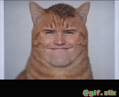 Human Face Orange Cat meme sticker
