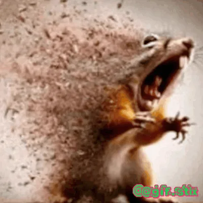 Disintegrating Squirrel Scream meme sticker